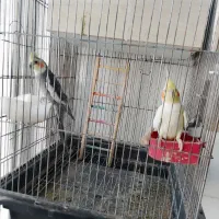 عروس|پرنده|شیروان (خراسان), |دیوار