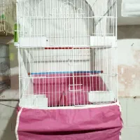 ابزار و قناری عروس پرنده سهره و دریل اهوازی|حراج|نظرآباد, نظرآباد|دیوار