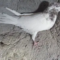 کبوتر پرشی غریب|پرنده|زنجان, |دیوار