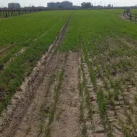 ۸۰هکتار زمین آماده کشت گندم بصورت مشارکت دادمیشود