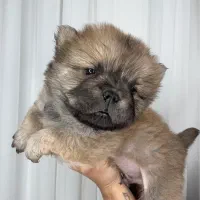 واگذاری توله چاو چاو|سگ|پاکدشت, پاکدشت (مامازند)|دیوار