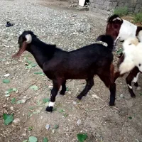 فروشی  هست