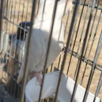 پرنده عروس هلندی