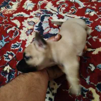 سگ شیتزو|سگ|تربت جام, والفجر|دیوار