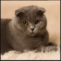 گربه اسکاتیش فولد بلو و سفید