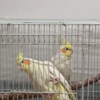 عروس هلندی لوتینو جفت نروماده مولد|پرنده|ارژن, |دیوار