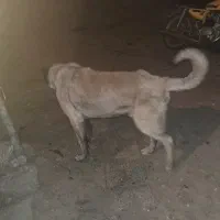 گرمی|سگ|گرمی, |دیوار