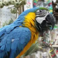 یک خانم جهت نظافت سالن و نگهداری و رسیدی پرندها