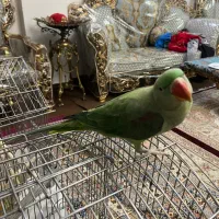 شاه طوطی جوجه تهران ۹ ماهه|پرنده|تهران, فلاح|دیوار