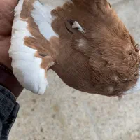 طوقی زرد خالسیاه و زیره ای|پرنده|همدان, |دیوار