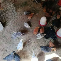 جوجه محلی|حیوانات مزرعه|سامن, |دیوار