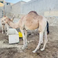 شتر نر|حیوانات مزرعه|قشم, |دیوار