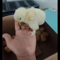 جوجه مرغ برهما یک روزه