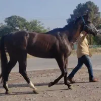 تروبرد خوش اخلاق