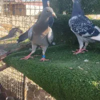 کبوتر آردن و سار و بزک ،سوسکی|پرنده|آق قلا, |دیوار