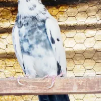 دو تا نر پرشی شمرونی سوقدیم