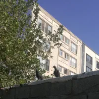 چند عدد کبوتر|پرنده|جم, |دیوار