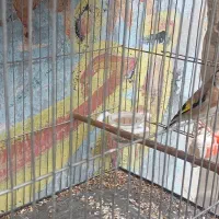 سهره ماده درشت کشیده