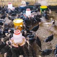 آگهی فروش نیمچه بوقلمون برنز و بوربون
