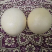 تخم شتر مرغ