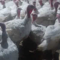 گوشت بوقلمون