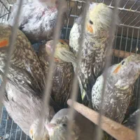 جوجه عروس هلندی