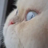 گربه پرشین سوپر فلت