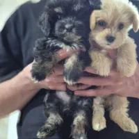 سگ شیتزو اصل|سگ|سنگر, |دیوار