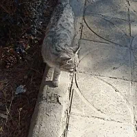 گربه پیدا شده|حیوانات|فولادشهر, A6|دیوار