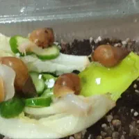 حلزون|خزنده|اهواز, کوی مهدیس|دیوار