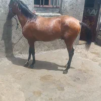 کره اسب دوساله درجه یک یک خیلی قشنگ