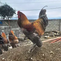 خروسهای برهما امپراطور زیبا