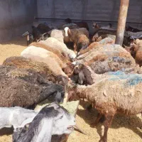 میش