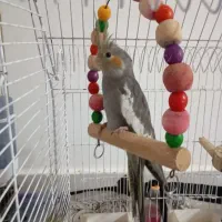 عروس هلندی دوماهه دونخور|پرنده|لاهیجان, آهندان|دیوار