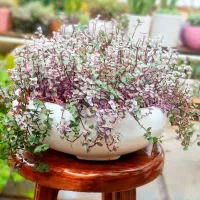 چمن کالیسیا(برگ بیدی مینیاتور)|گل و گیاه طبیعی|کرج, شهرک احمدیه‎|دیوار
