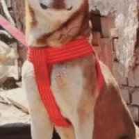 سگ نژادهاسکی سن ۳سال
