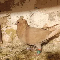 کفتر زرد کرمونی. کرمانی  کاکلی  ماده|پرنده|طرقبه, |دیوار