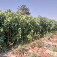 نهال پرتقال|خدمات باغبانی و درختکاری|شیراز, سرو|دیوار