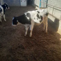 گوساله نر|حیوانات مزرعه|بوئین زهرا, |دیوار