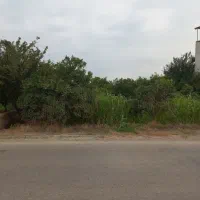 باغ مرکبات لب جاده اصلی بابل