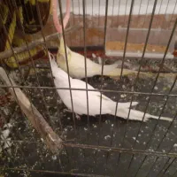جفت سخنگو به شرط نر مست