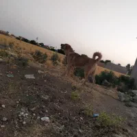 پژدر 15ماهه|سگ|درگزین, |دیوار