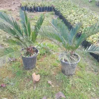 شمشاد طلایی|خدمات باغبانی و درختکاری|رشت, گیل|دیوار