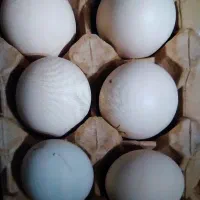 تخم مرغ لاری اصیل