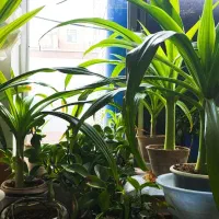 گل اشک ملکه یا سوسن عنکبوتی|گل و گیاه طبیعی|زیباشهر, |دیوار