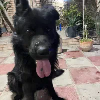 ژرمن شولاین مو بلند|سگ|تهران, بهار|دیوار