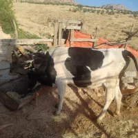 گاو و گوساله|حیوانات مزرعه|سرپل ذهاب, |دیوار