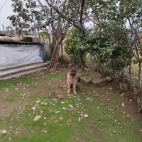 سگ ژرمن ماده دوساله|سگ|رشت, پل تالشان|دیوار