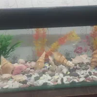 آکواریوم|ماهی|خرم‌آباد, |دیوار