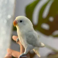 طوطی برزیلی فیشر خالص رام